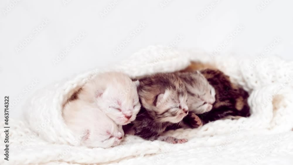 The kittens is wrapped in a plaid. Newborn kitten. Scottish purebred cat. The kittens is wrapped in a plaid. Newborn kitten. Scottish purebred cat.