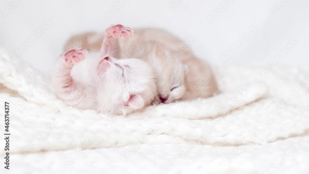 A newborn blind kittens lies on a knitted blanket. Little kittens are playing. Newborn kittens A newborn blind kittens lies on a knitted blanket. Little kittens are playing. Newborn kittens