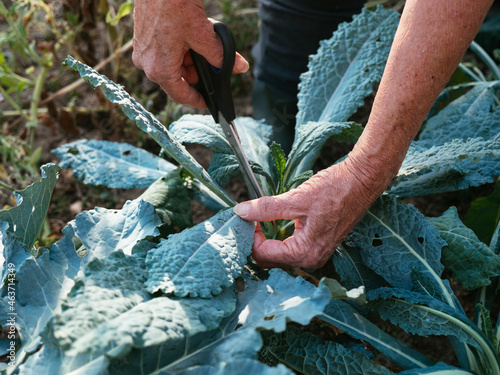 Lacinato kale harvest photo