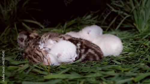 ewborn kittens. Scottish purebred cat. Blind kittens lie on the grass. photo