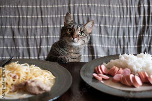 Cat at dinner.