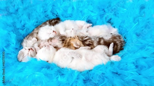 Kittens twitch in sleep. ewborn kittens. Scottish purebred cat. Blind newborn kittens sleep in a heap among blue feathers. Kittens among the feathers. photo
