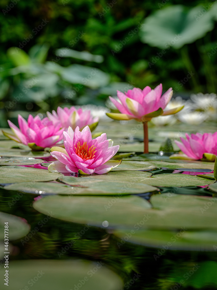water lilies in a pond water lilies in a pond