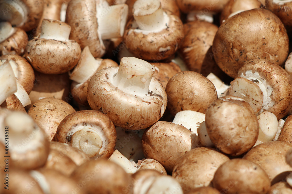 Mushroom family market