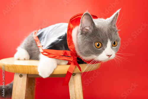 a cute british shorthair cat wears a Halloween witch cloak and looking to the right