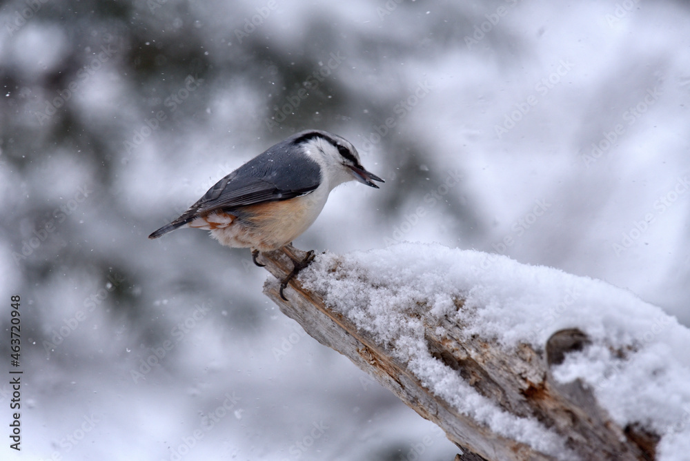 Obraz premium ゴジュウカラ