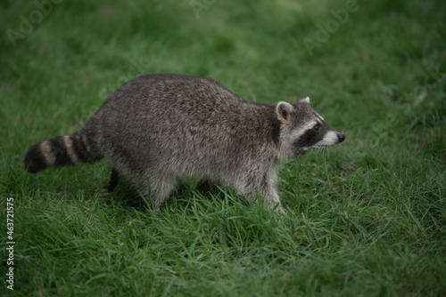 Closeup shot of a raccoon in a field