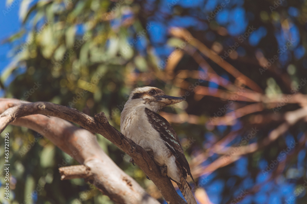 A Laughing Kookaburra eating a snake A Laughing Kookaburra eating a snake