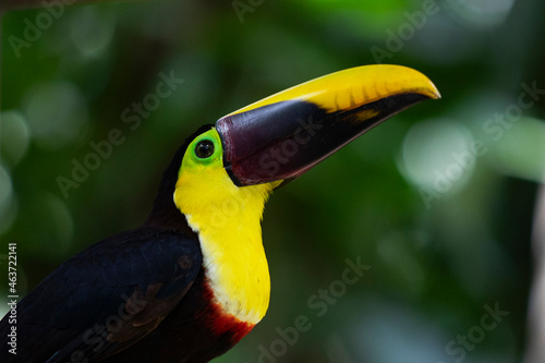 Toucan Bird 