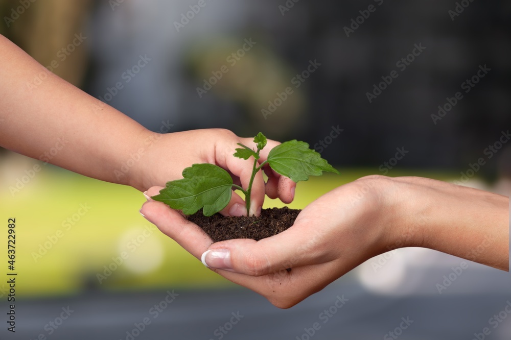 Environment Earth Day In the hands with trees growing seedlings. Environment Earth Day In the hands with trees growing seedlings.