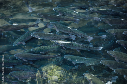 Same fish species swimming together