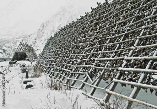 Cod fish drying racks Lofoten Islands, Norway - winter