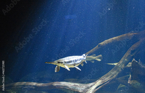 Baltimore, Maryland, USA - October 9, 2021: Longnose Gar (Fish) on Display at the National Aquarium in Baltimore