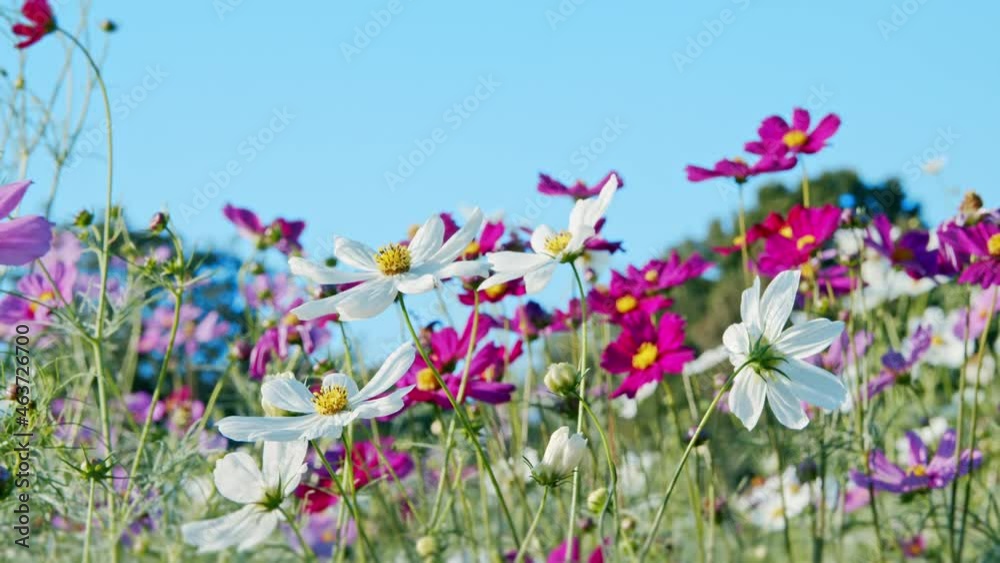 ピンクと白のコスモス畑 快晴の秋の空 ピンクと白のコスモス畑 快晴の秋の空