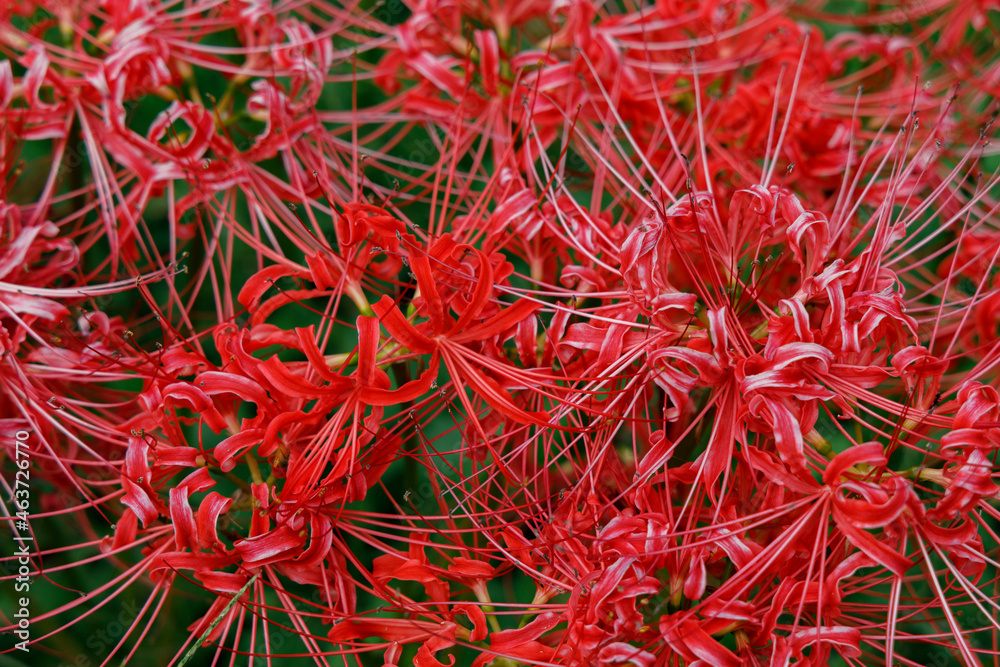 Fototapeta premium 彼岸花