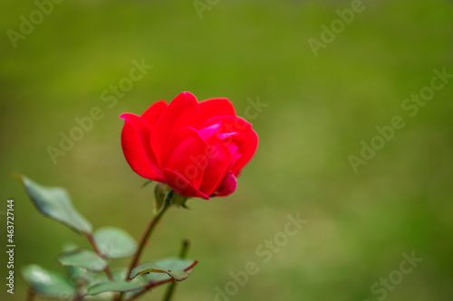 Pink rose flower on green nature background, copy space.