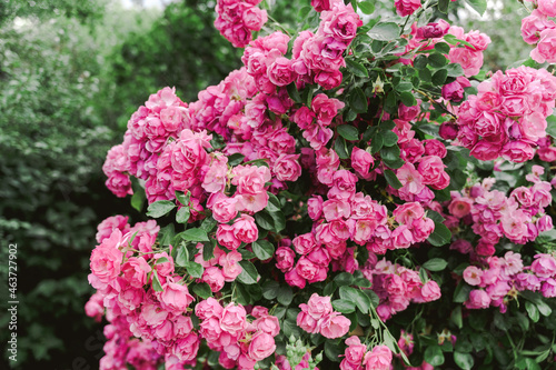 Blooming rose bush photo