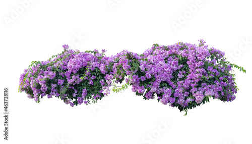 Large bush flowering of purple flowers landscape plant isolated on white background and clipping path included.