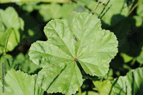 A fly sits on the leaf of a cover crop of Malva neglecta (also known as common mallow, cheese mallow, cheese weed, or dwarf mallow) in a field.