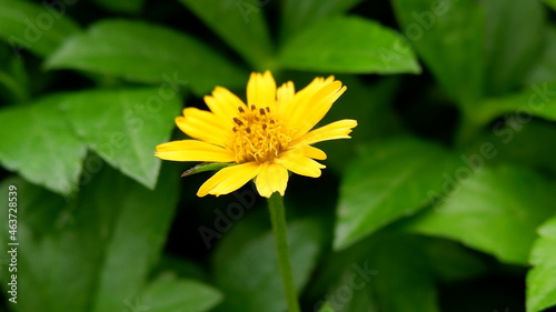 yellow flower with leaves © Ashish Parekh