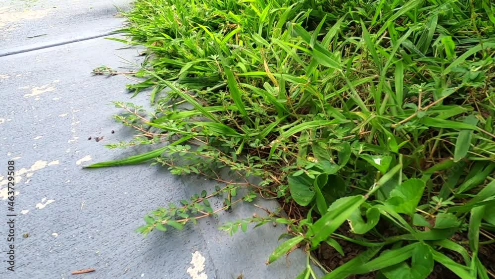 Slow motion footage of a grass trimmer clearing the edge of concrete.