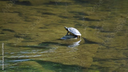 Yellow belly slider turtles (Trachemys scripta troostii) in the middle of shallow water stream in Yangjae, Seoul South Korea photo