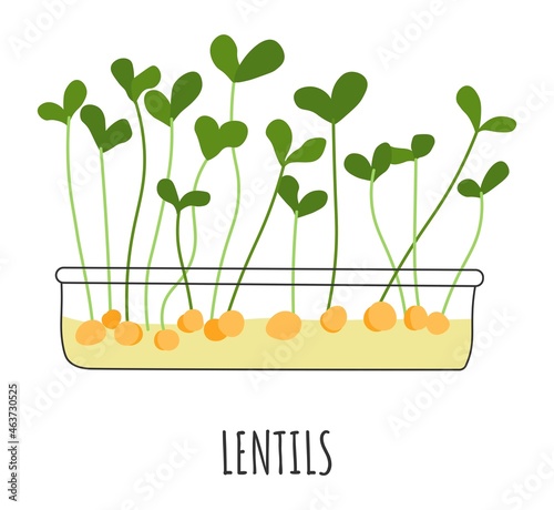 Lentils microgreen plants and sprouts, vector