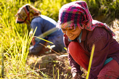 Portrait of an Indian female farmer in traditional dress. Indian girl farmer working in the fields.