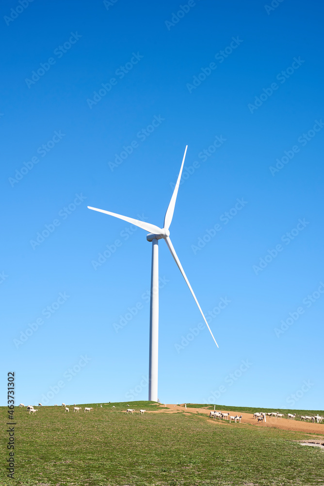Wind Turbine in a Field with Flock of Sheep Wind Turbine in a Field with Flock of Sheep