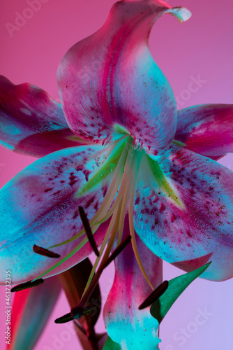 Exotic Japanese lily with pink petals and neon light photo