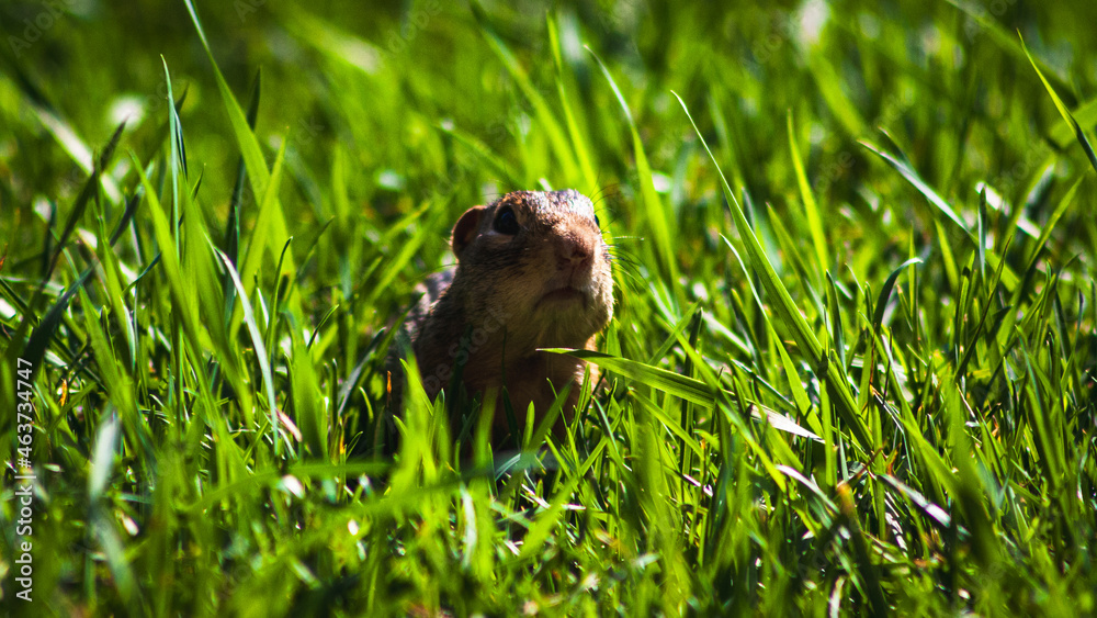 Fototapeta premium Close-Up of Squirrel in Grass