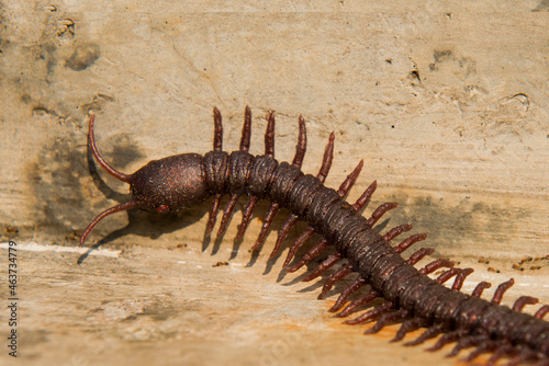Close up view of centipede © Leo Lintang