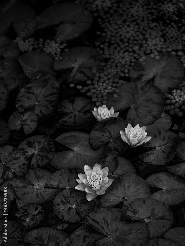 water lilies in monochrome water lilies in monochrome