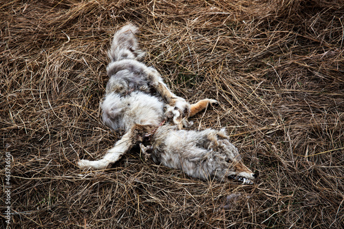 A dead coyote in a field. photo