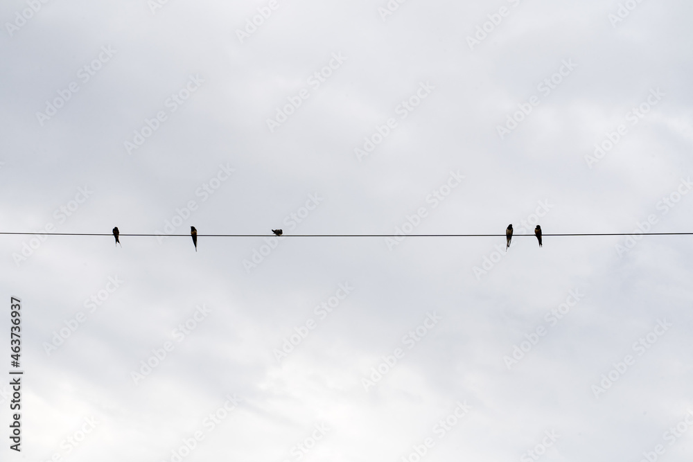 Below shot of Birds standing on power line against sky Below shot of Birds standing on power line against sky
