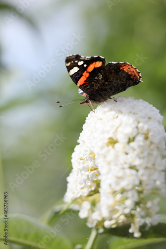 Red admiral butterfly on buddleia butterfly bush photo