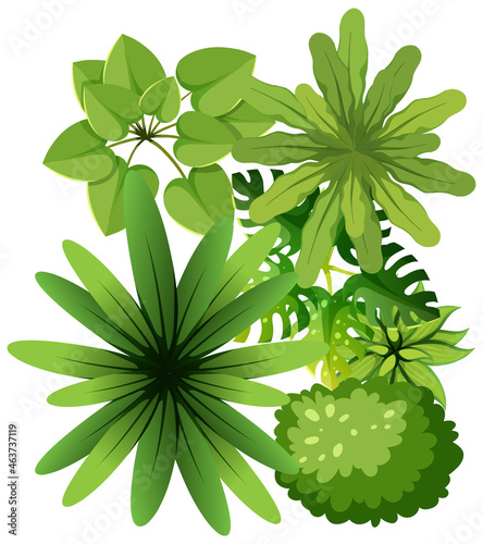 Top view of various tropical plants isolated on white background