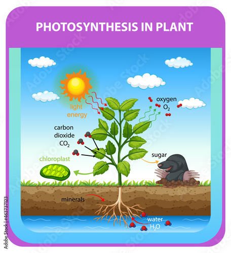 Diagram showing process of photosynthesis in plant