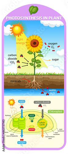 Diagram showing process of photosynthesis in plant