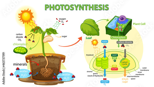 Diagram showing process of photosynthesis in plant