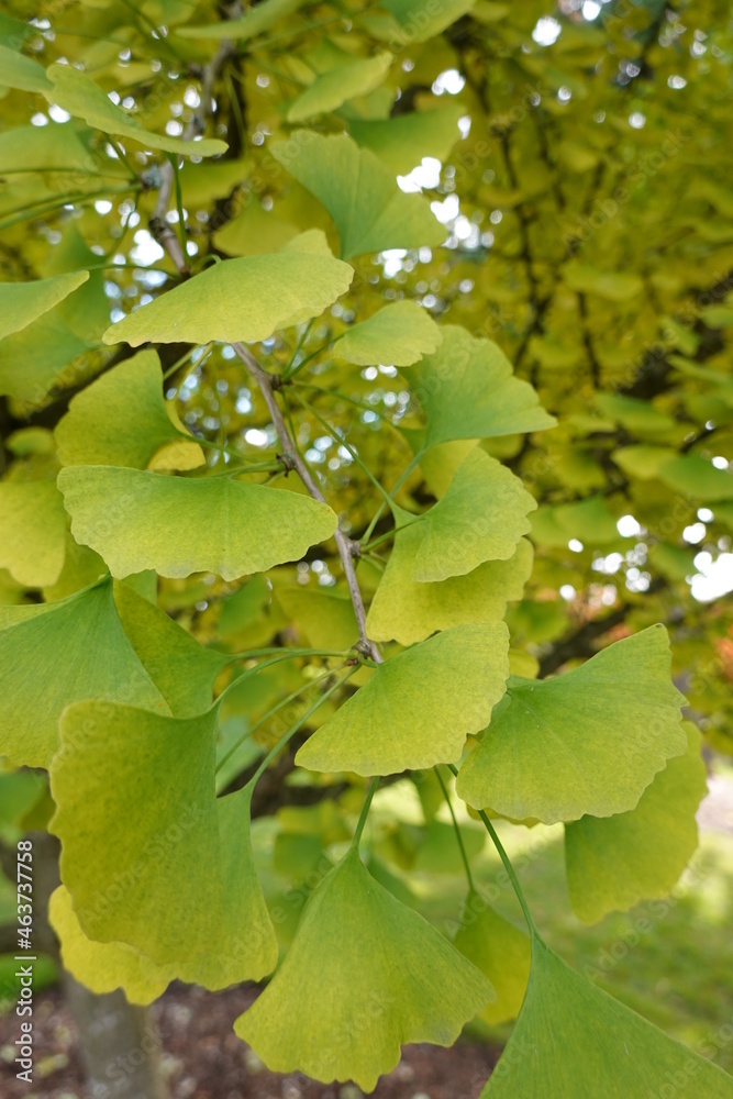 Ginkgo (Ginkgo biloba) is a large tree with fan-shaped leaves. Ginkgo (Ginkgo biloba) is a large tree with fan-shaped leaves.