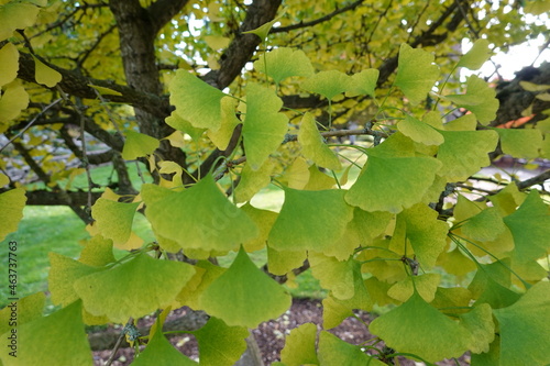 Fotografie Ginkgo (Ginkgo biloba) is one of the oldest living tree species