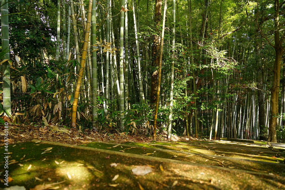 Fototapeta premium 石川県和倉青林寺裏にある和みの丘公園の竹林遊歩道