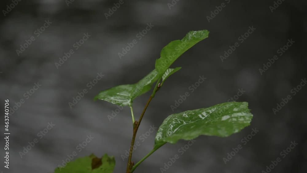 rain falling on lush wet tree leaves as river flows behind slow motion rain falling on lush wet tree leaves as river flows behind slow motion