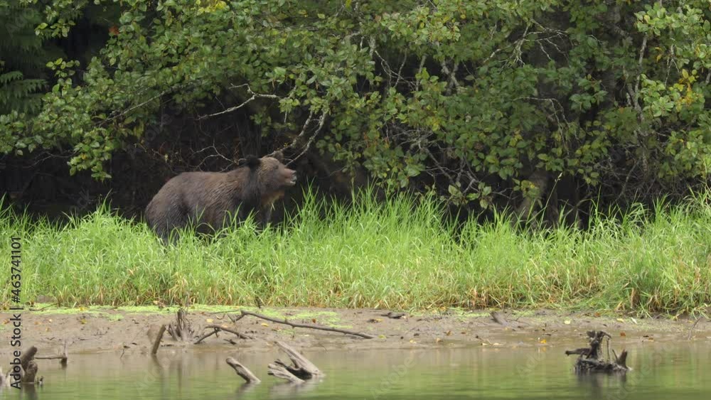 Grizzly Bear Drenched In The Rain Eating Grass In Wilderness Of Great Bear Rain Forest In British Columbia, Canada Grizzly Bear Drenched In The Rain Eating Grass In Wilderness Of Great Bear Rain Forest In British Columbia, Canada