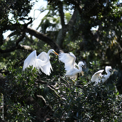 Egret Family In Their Nest photo