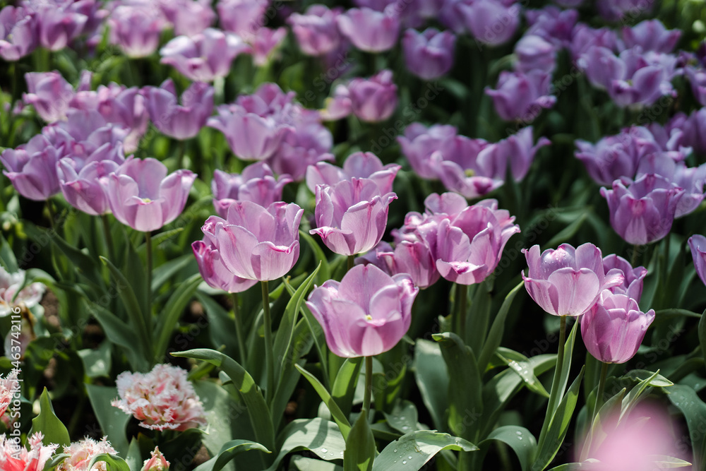 Silky Purple Tulips Field Silky Purple Tulips Field