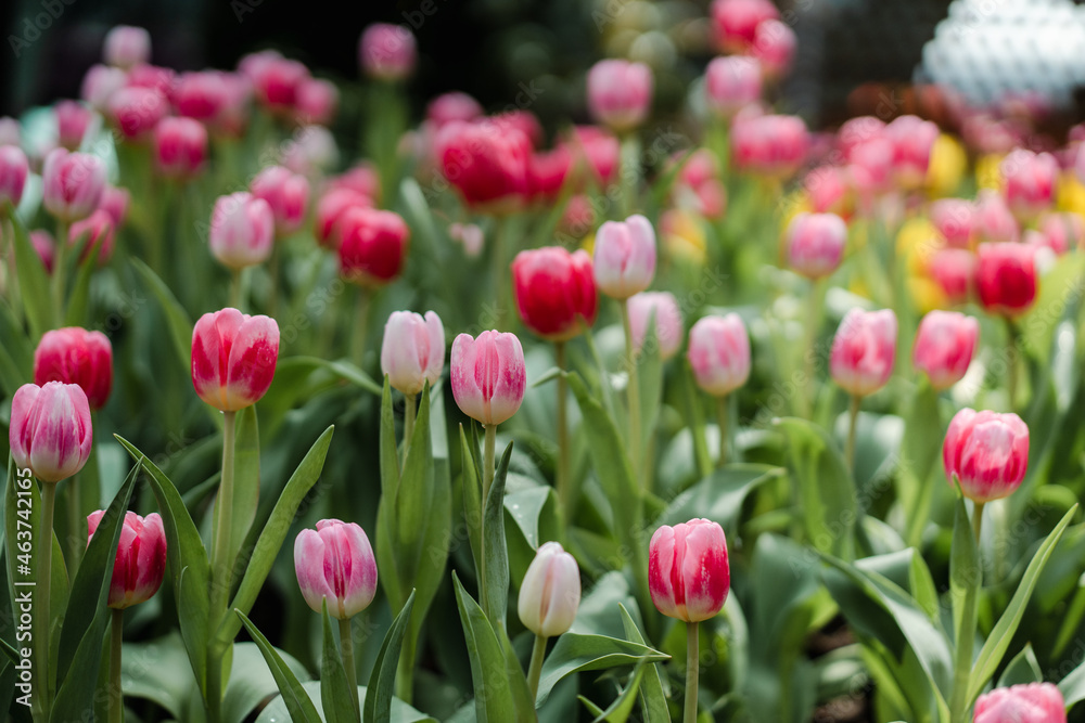 Pink Red Tulips Field Pink Red Tulips Field