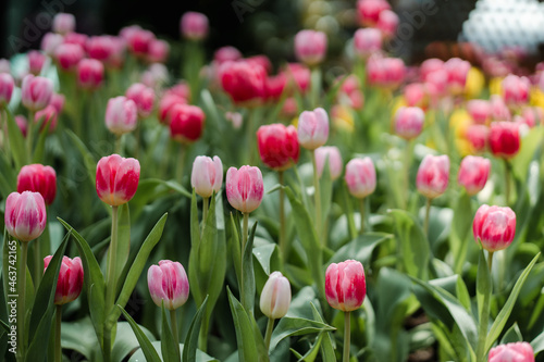 Fototapeta Naklejka Na Ścianę i Meble -  Pink Red Tulips Field