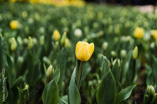 Early Bloomer Analogy Tulips Bloom